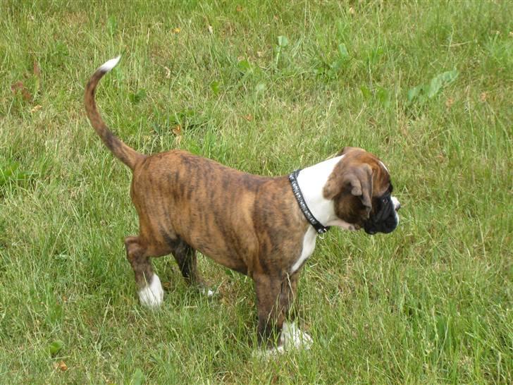 Boxer Spirgårdens Phoenix - Hvor blev storebror Astro af?! billede 4