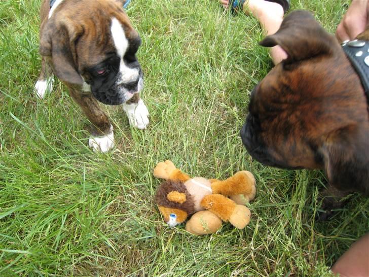 Boxer Spirgårdens Phoenix - Hvem skal ha bamsen...?! billede 5