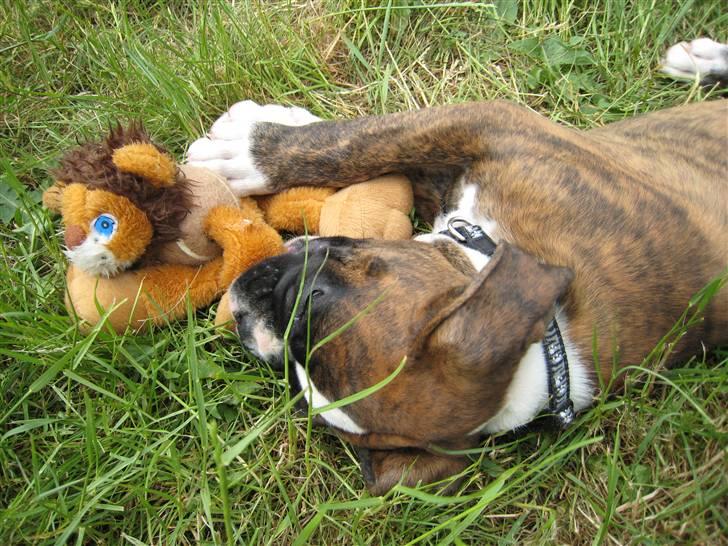 Boxer Spirgårdens Phoenix - Jeg fik den!!! billede 6