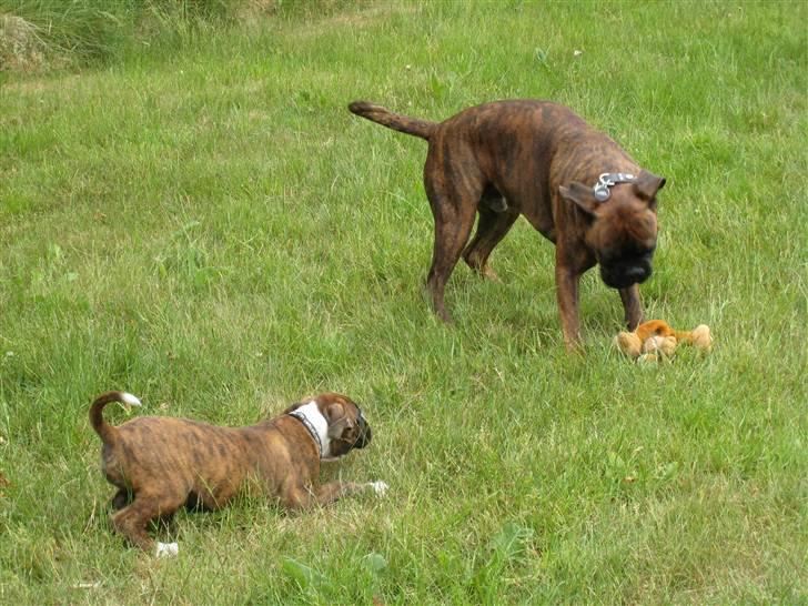 Boxer Spirgårdens Phoenix - Lege lege lege... billede 7