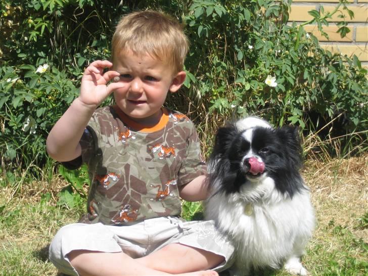 Papillon Balou billede 11