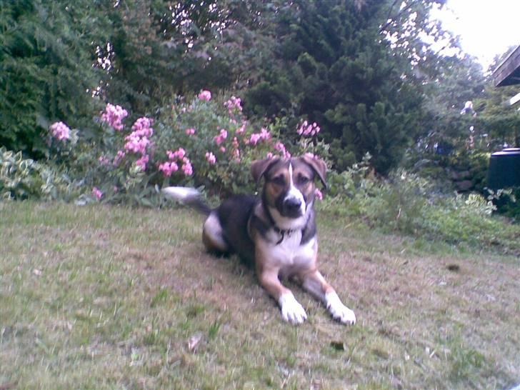 Blanding af racer Zeus *himmelhund* - Hejsa kom og leg med mig ;-) billede 1