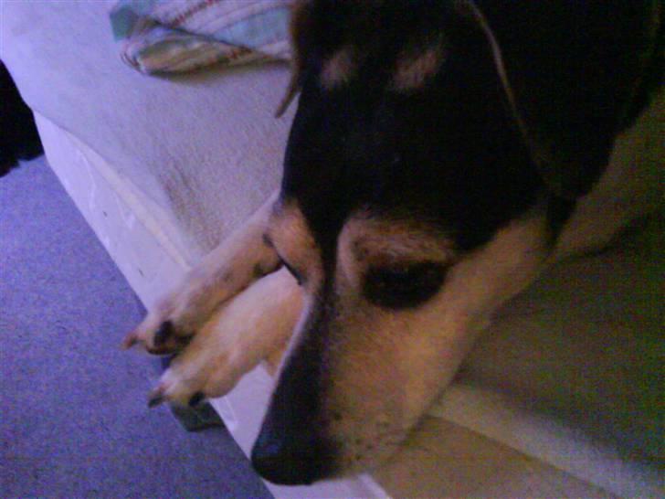 Dansk svensk gaardhund Nicky billede 7