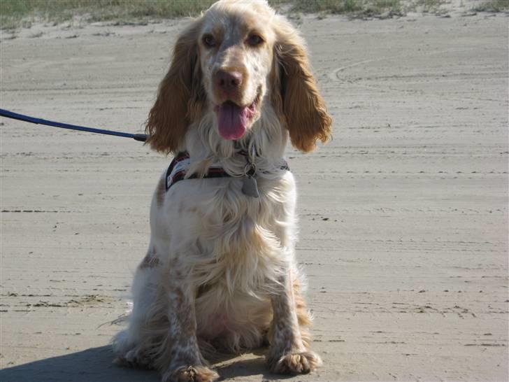 Cocker spaniel Freja r.i.p 20.1.19 - Freja nyder stranden på Rømø :o) billede 17
