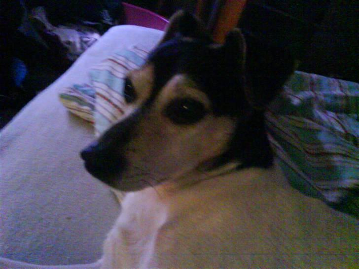 Dansk svensk gaardhund Nicky billede 8