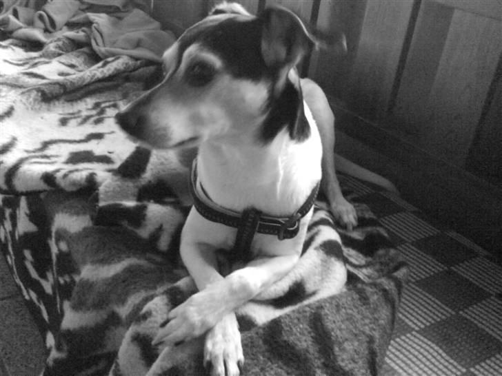 Dansk svensk gaardhund Nicky billede 9