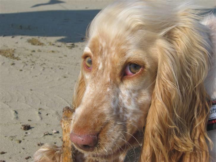 Cocker spaniel Freja r.i.p 20.1.19 - HVAD!!!!!! billede 18