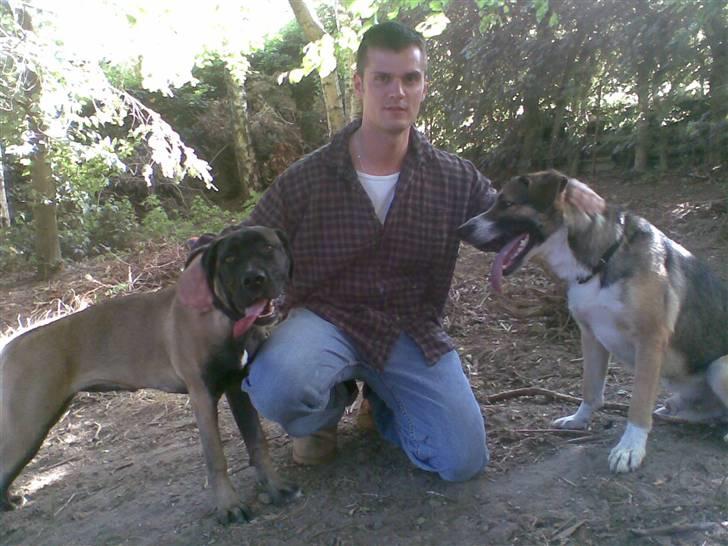 Blanding af racer Zeus *himmelhund* - Zeus og Maggie billede 3