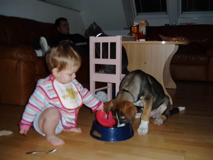 Blanding af racer Zeus *himmelhund* - Zeus som hvalp billede 4