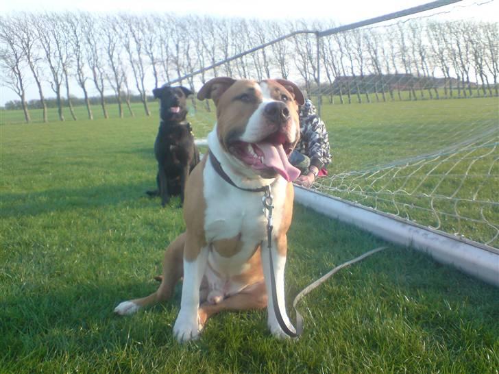 Amerikansk staffordshire terrier ferdinand billede 1