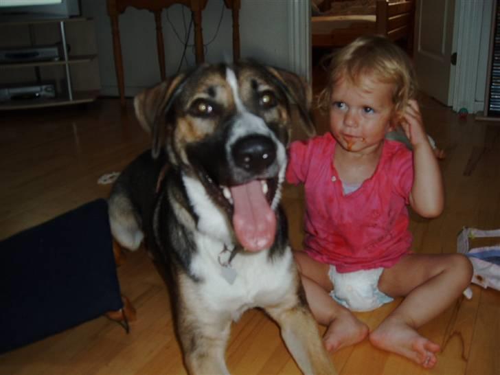 Blanding af racer Zeus *himmelhund* - Zeus og vores datter Melanie billede 5