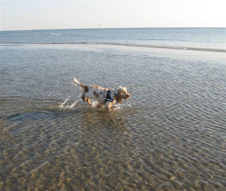 Cocker spaniel Freja r.i.p 20.1.19 - Jiiihaaa,,,, vaaaaaaaaandkaaaaaaamp ;-) (Rømø) billede 19