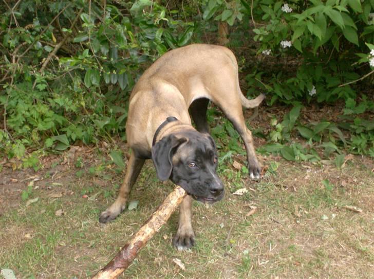 Blanding af racer Maggie *Solgt* himmelhund - Maggie billede 1