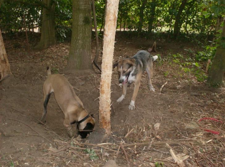 Blanding af racer Maggie *Solgt* himmelhund - Maggie og Zeus billede 2
