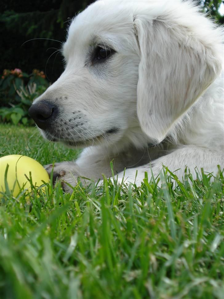 Golden retriever Pelle billede 9