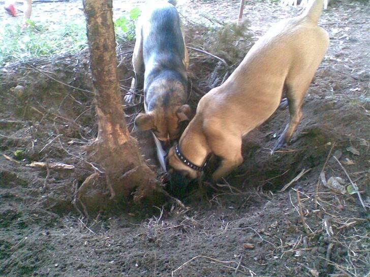 Blanding af racer Maggie *Solgt* himmelhund - Maggie i haven billede 3