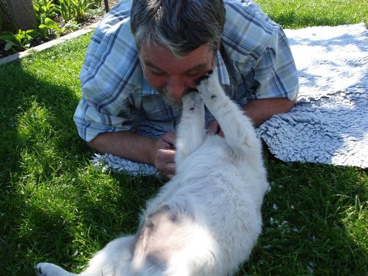 Golden retriever Pelle - haha jeg kradser da lige far i hovedet billede 11