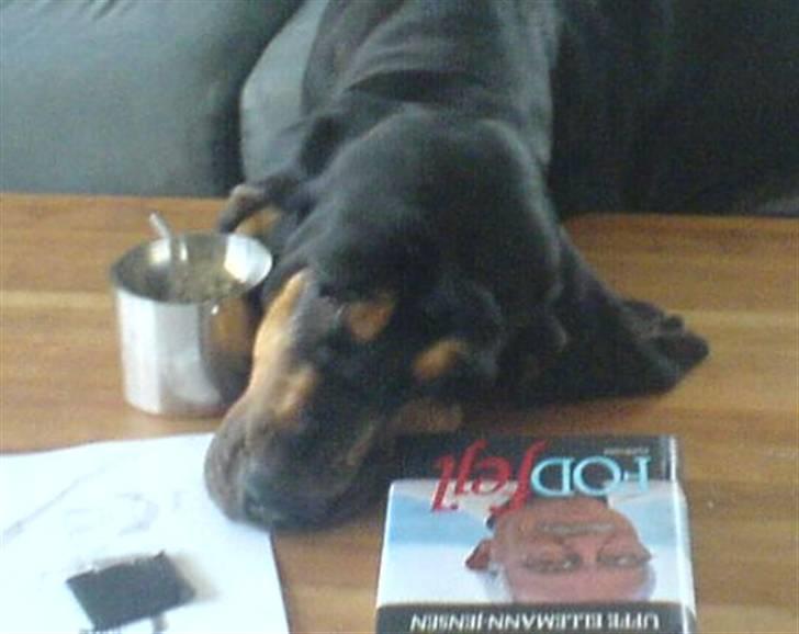 Blodhund Thobachs Alma Wilma/Wilma - Man skal ha hele snuden ind over bordet!?... billede 17