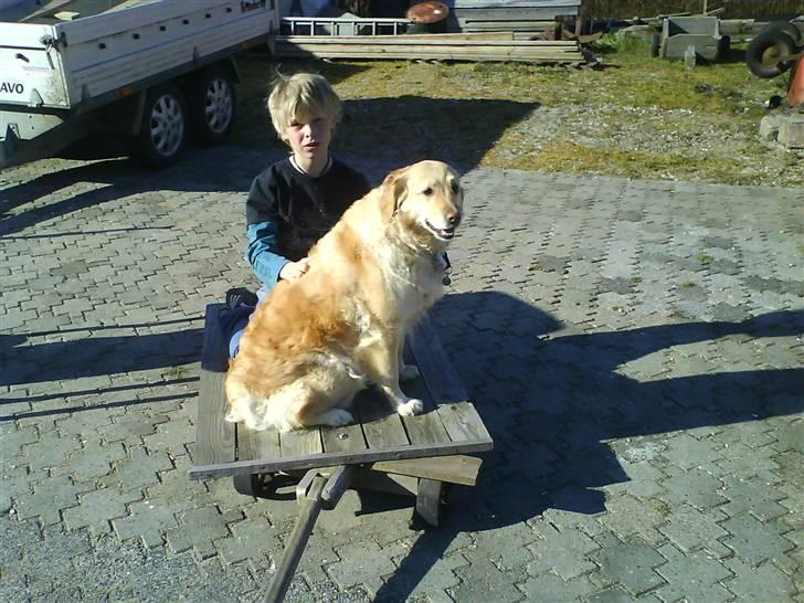 Labrador retriever Lulu <3  - Mia trækker og så leger vi andre prins og prinssese billede 16