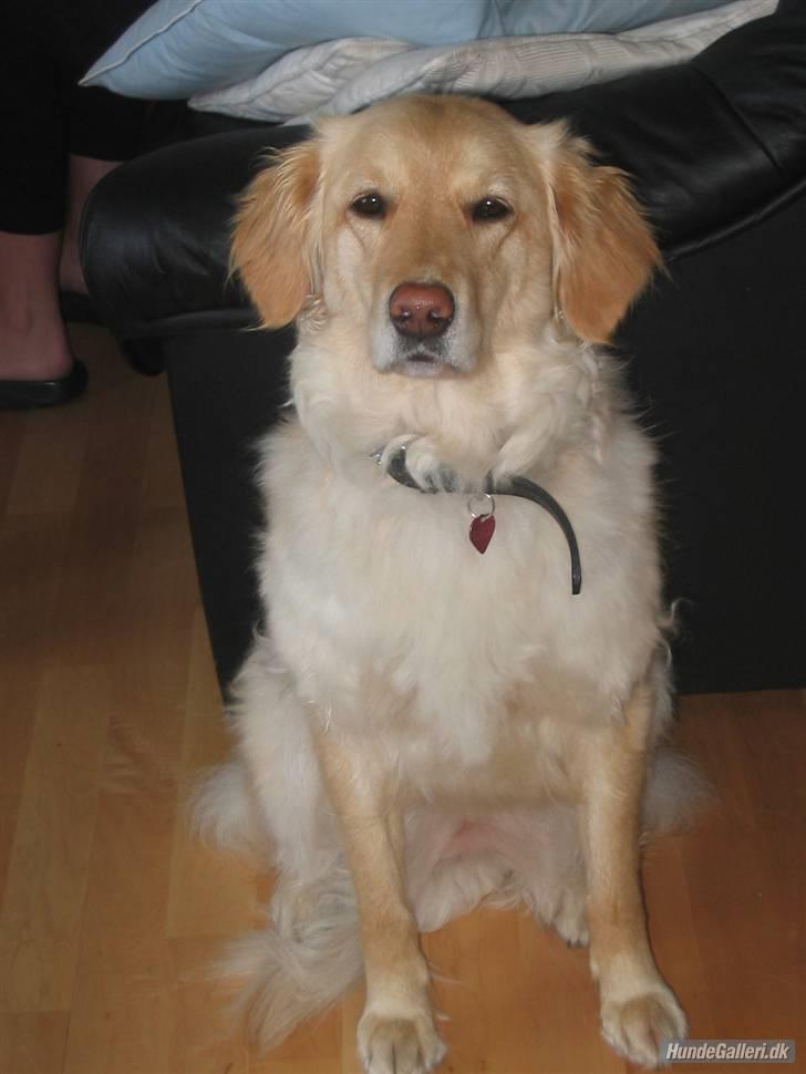 Labrador retriever Lulu <3  - 3år gammel og stadig smuk billede 3