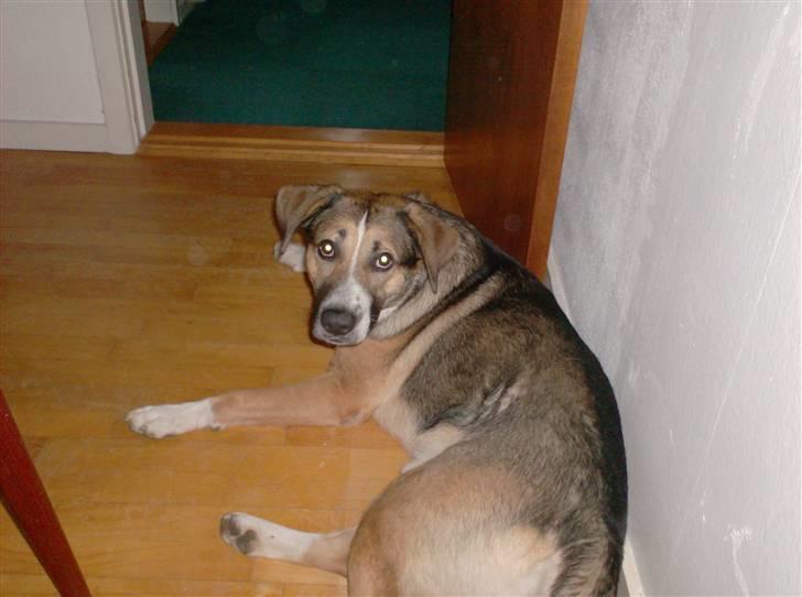 Blanding af racer Zeus *himmelhund* - tager lige en slapper billede 6