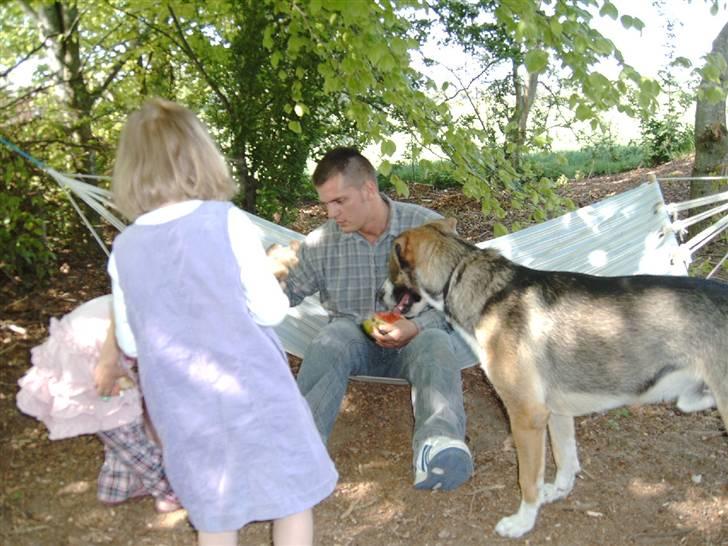 Blanding af racer Zeus *himmelhund* - mon der også er noget til mig... billede 7