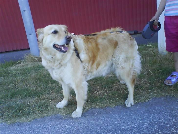 Labrador retriever Lulu <3  billede 5