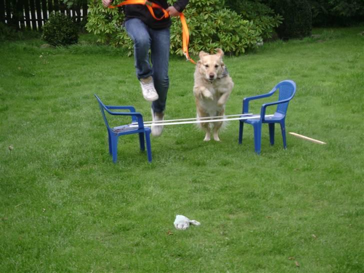 Labrador retriever Lulu <3  - hun er 5 og har lige lært at springe  billede 17