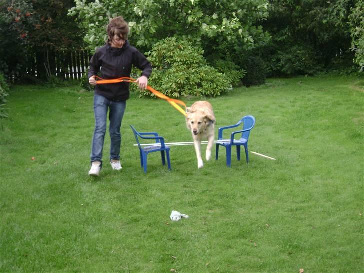 Labrador retriever Lulu <3  - hvem siger man ikke kan lære en gammel hund nye træks billede 18