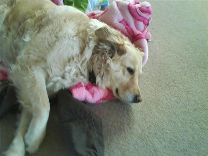 Labrador retriever Lulu <3  billede 19