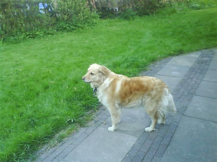 Labrador retriever Lulu <3  billede 7