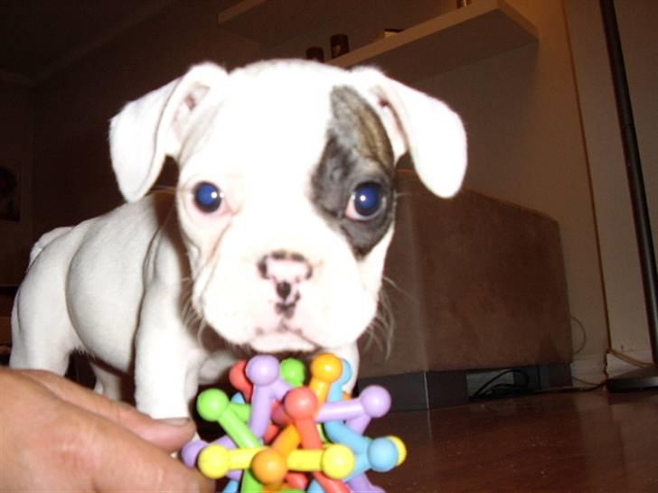 Fransk bulldog Holly billede 2