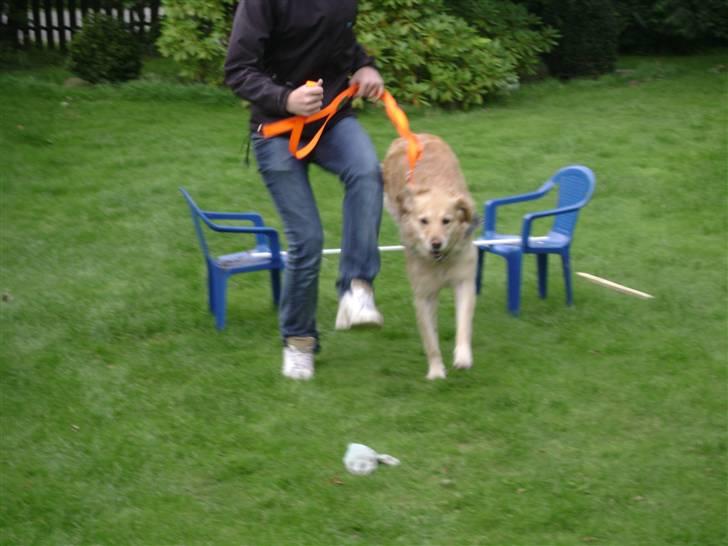 Labrador retriever Lulu <3  billede 20