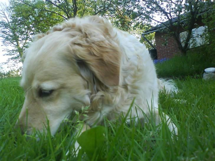 Labrador retriever Lulu <3  billede 4