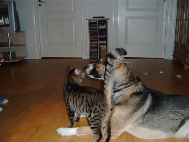 Blanding af racer Zeus *himmelhund* - Zeus hilser lige på katten billede 9