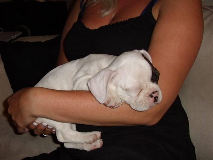 Fransk bulldog Holly billede 4