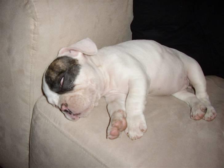 Fransk bulldog Holly billede 5