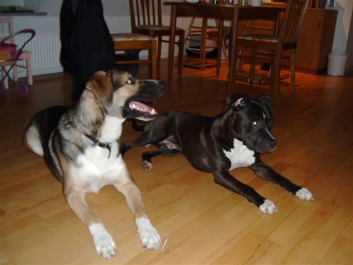 Blanding af racer Zeus *himmelhund* - Zeus og Cosmo (min søsters hund) billede 10