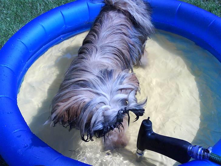 Shih tzu Targa - Targa bader i sit helt egen badebassin.(: billede 5