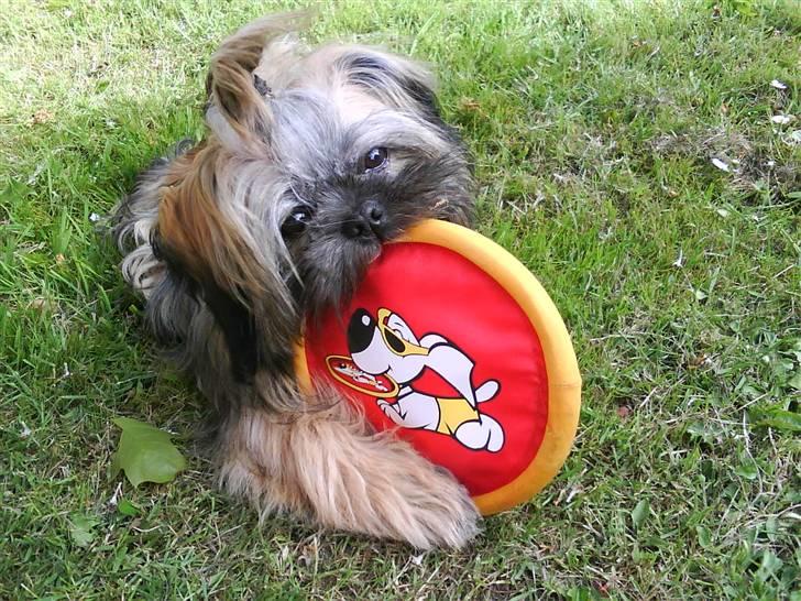 Shih tzu Targa - Du er så sød.(: billede 6