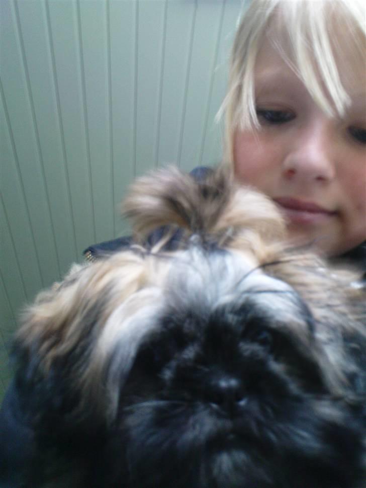 Shih tzu Targa - Klar til a komme op og lege med en lille dame. :D billede 7