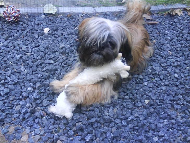 Shih tzu Targa billede 8