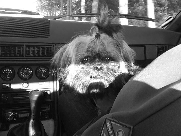 Shih tzu Targa - Ude og køre bil. billede 9