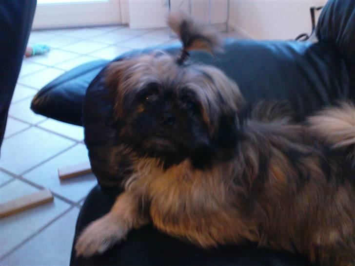 Shih tzu Targa billede 10