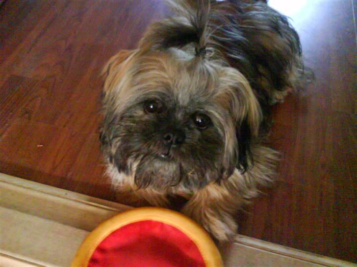 Shih tzu Targa billede 11