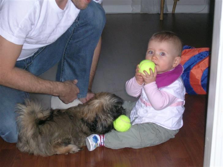 Shih tzu Targa - Min kusine på 1år og Targa, begge med en bold i munden.(: billede 12