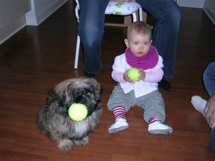 Shih tzu Targa - Targa er virkelig god med de små børn.(: billede 13