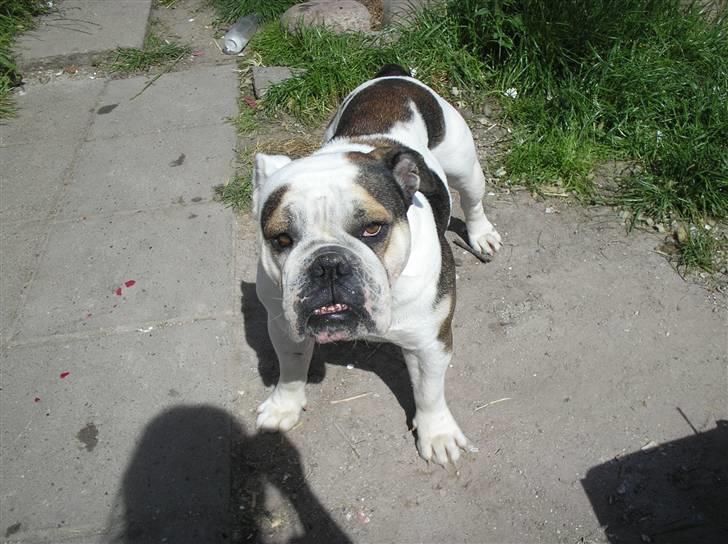 Engelsk bulldog safina billede 16