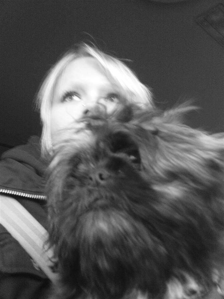 Shih tzu Targa billede 14