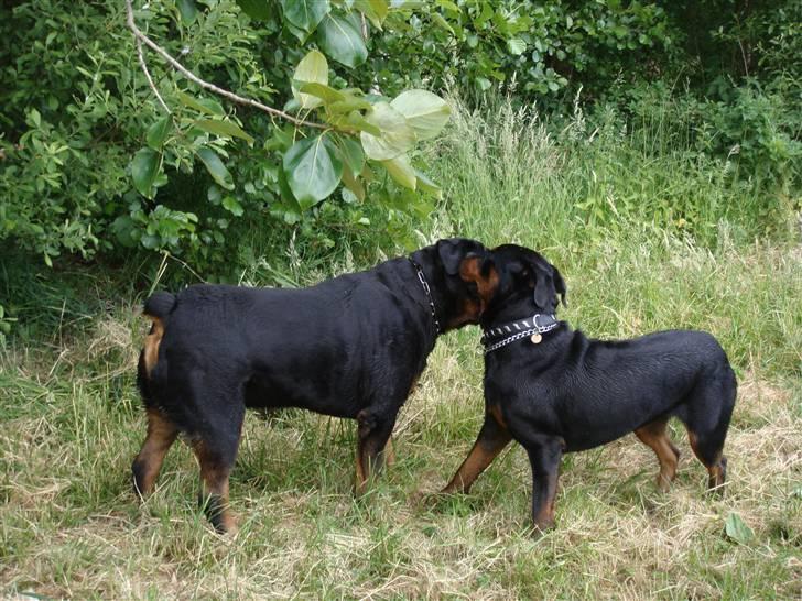 Rottweiler Rocco - hecktor omkring 70 kg og så lille rocco billede 14